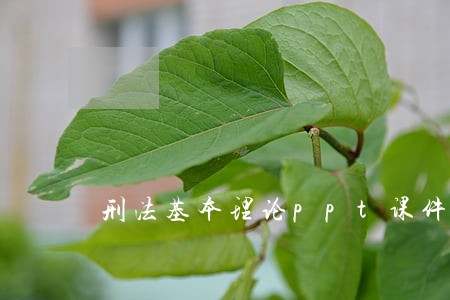 刑法基本理论ppt课件 刑法基本理论ppt课件