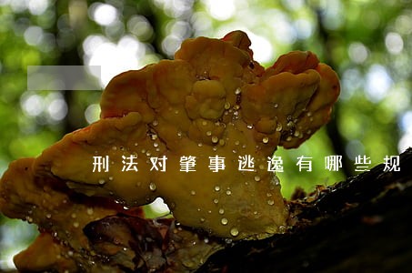 刑法对肇事逃逸有哪些规定 刑法对肇事逃逸有哪些规定