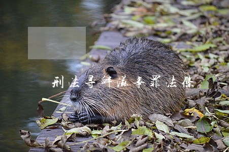 刑法寻衅滋事罪法条 刑法寻衅滋事罪法条