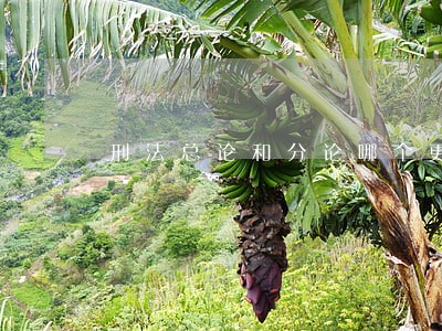 刑法总论和分论哪个更重要