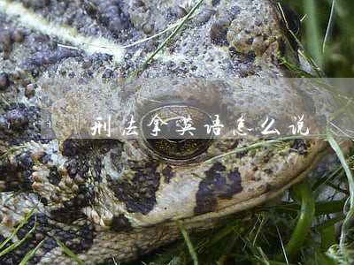 刑法拿英语怎么说 刑法拿英语怎么说