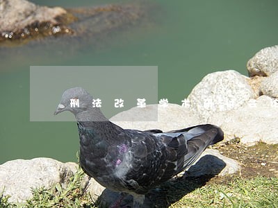 刑法改革学术研讨会论文集 刑法改革学术研讨会论文集