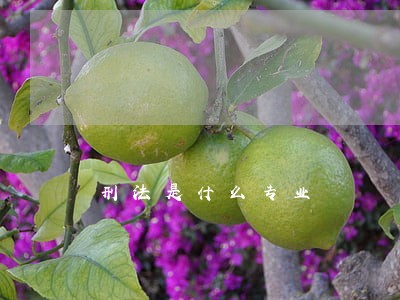 刑法是什么专业