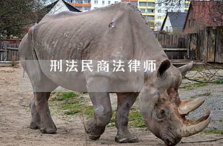 刑法民商法律师