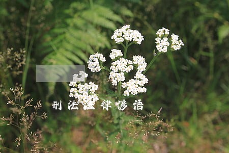 刑法法律谚语 刑法法律谚语