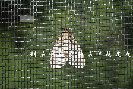 刑法溯及力的法律规定是什么 刑法溯及力的法律规定是什么