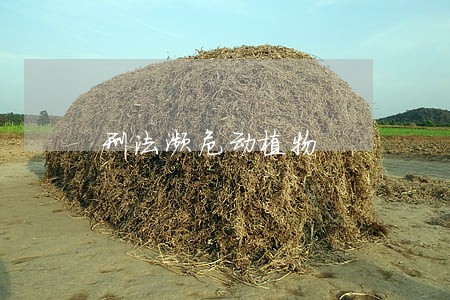 刑法濒危动植物 刑法濒危动植物
