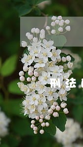 刑法的刑期本数 刑法的刑期本数