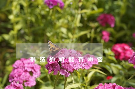 刑法的机能有哪些