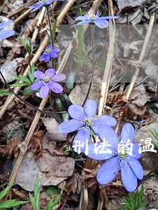 刑法的温度于欢 刑法的温度于欢