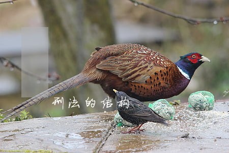 刑法的结构