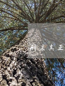 刑法真正的构成要件 刑法真正的构成要件