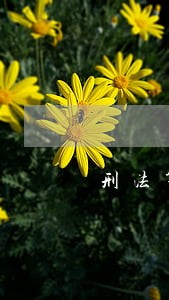 刑法第312条罪名之我见 刑法第312条罪名之我见