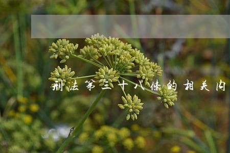 刑法第三十八条的相关内容是什么 刑法第三十八条的相关内容是什么
