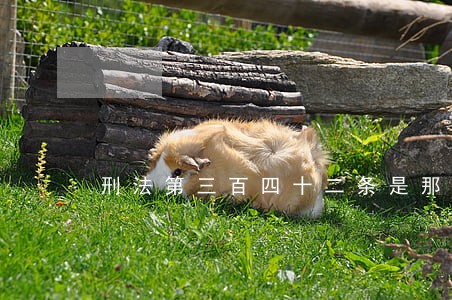 刑法第三百四十二条是那些内容