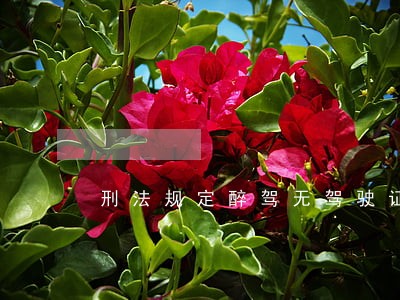 刑法规定醉驾无驾驶证怎么判刑 刑法规定醉驾无驾驶证怎么判刑