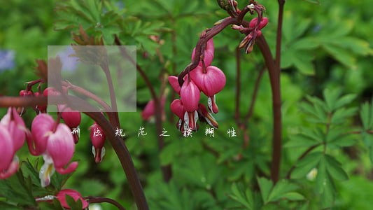刑法规范之模糊性 刑法规范之模糊性
