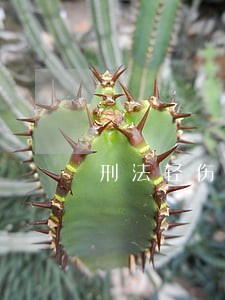 刑法轻伤害 刑法轻伤害