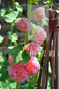 刑法追诉时效法条 刑法追诉时效法条