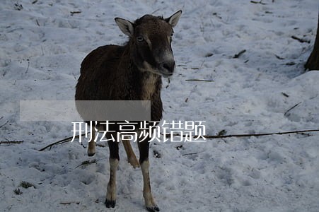 刑法高频错题