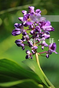 刘亦菲化身俏律师与韩国欧巴恋爱 刘亦菲化身俏律师与韩国欧巴恋爱