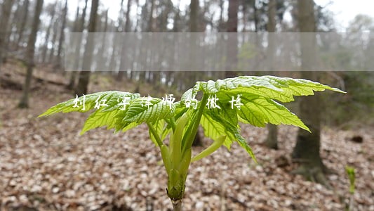 刘红宇律师的微博 刘红宇律师的微博