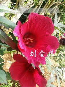 刘金根人民 刘金根人民