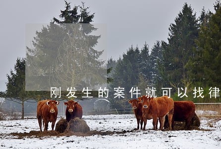 刚发生的案件就可以找律师吗