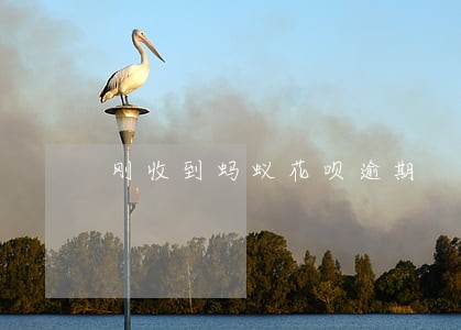 刚收到蚂蚁花呗逾期 刚收到蚂蚁花呗逾期