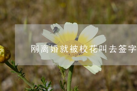 刚离婚就被校花叫去签字 刚离婚就被校花叫去签字