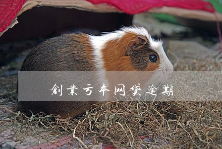创业亏本网贷逾期 创业亏本网贷逾期