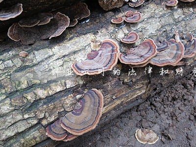 创业公司的法律和财务的基础知识 创业公司的法律和财务的基础知识