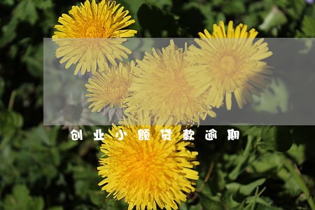 创业小额贷款逾期 创业小额贷款逾期