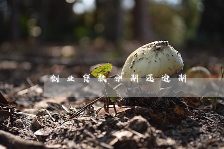 创业贷款分期还逾期