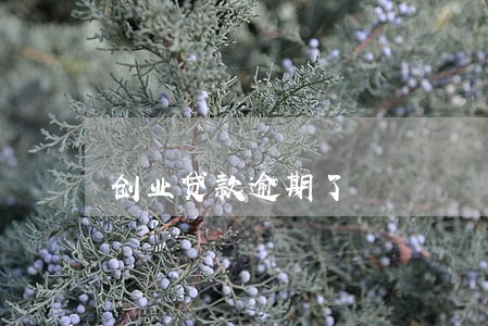 创业贷款逾期了 创业贷款逾期了