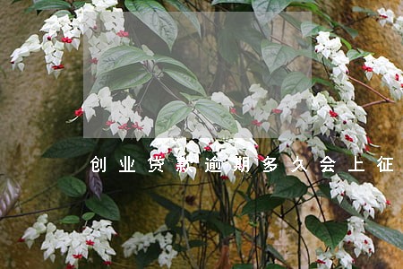 创业贷款逾期多久会上征信 创业贷款逾期多久会上征信