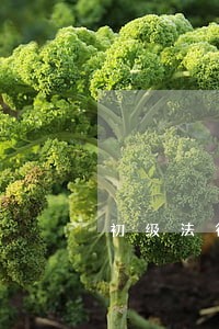 初级法律师 初级法律师