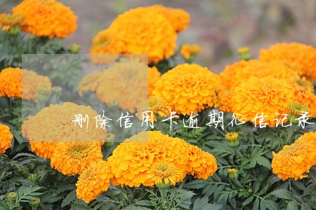 删除信用卡逾期征信记录违法吗