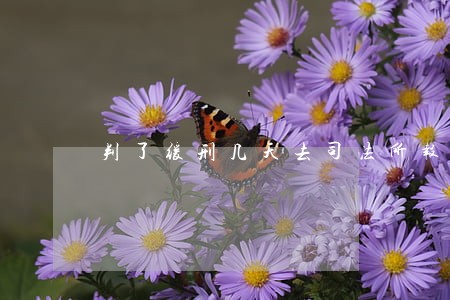 判了缓刑几天去司法所报到 判了缓刑几天去司法所报到