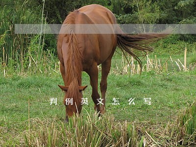判例英文怎么写 判例英文怎么写