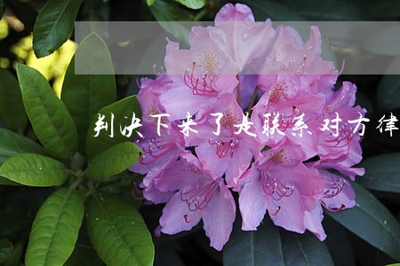 判决下来了是联系对方律师吗 判决下来了是联系对方律师吗