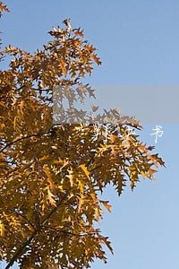 判决书下来后法院多长时间来执行 判决书下来后法院多长时间来执行