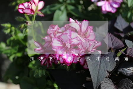 判决书下来多久才能离婚 判决书下来多久才能离婚