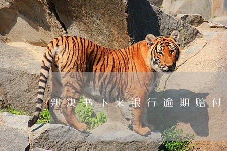 判决书下来银行逾期赔付 判决书下来银行逾期赔付