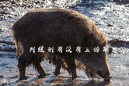判缓刑有没有上诉期 判缓刑有没有上诉期