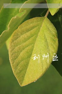 利州区聚众斗殴罪律师 利州区聚众斗殴罪律师