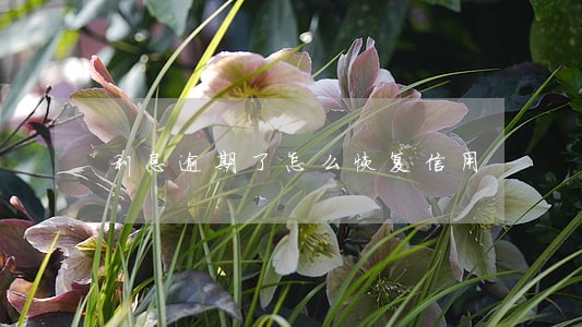 利息逾期了怎么恢复信用 利息逾期了怎么恢复信用