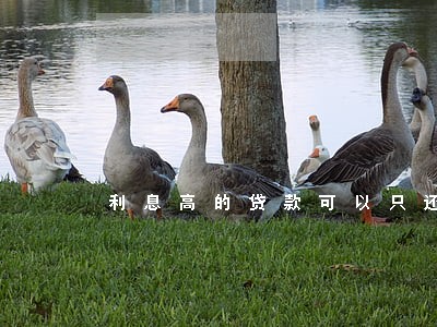 利息高的贷款可以只还本金吗 利息高的贷款可以只还本金吗