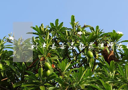利津县毒品犯罪律师在线免费咨询 利津县毒品犯罪律师在线免费咨询
