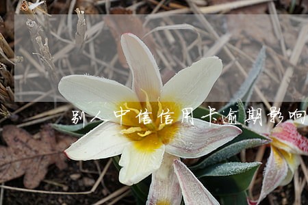 别人中信信用卡逾期影响我征信吗